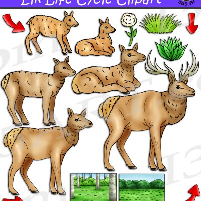 Elk Life Cycle Clipart