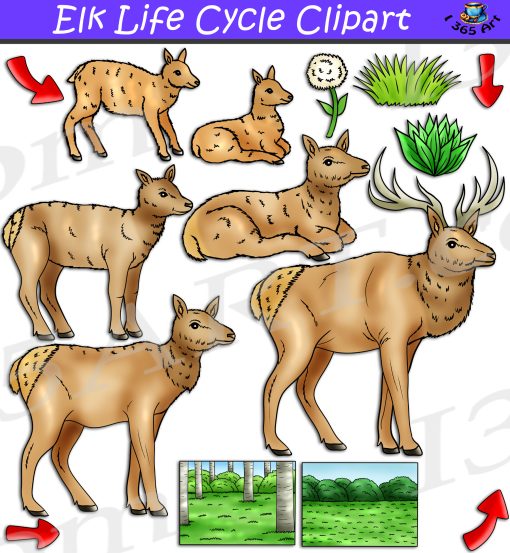 Elk Life Cycle Clipart