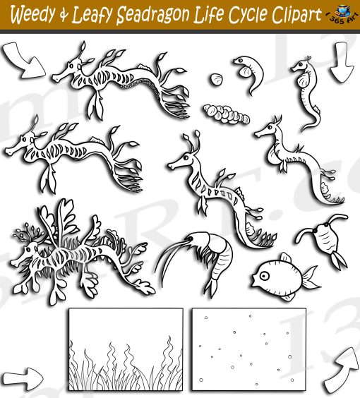 Weedy Sea Dragon Life Cycle Clipart