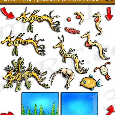 Weedy Sea Dragon Life Cycle Clipart