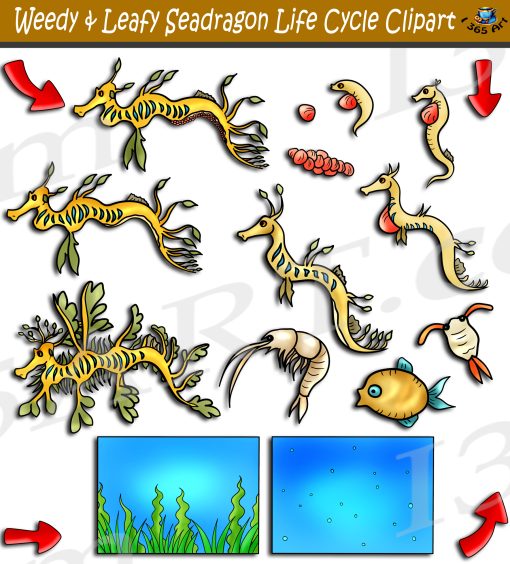 Weedy Sea Dragon Life Cycle Clipart