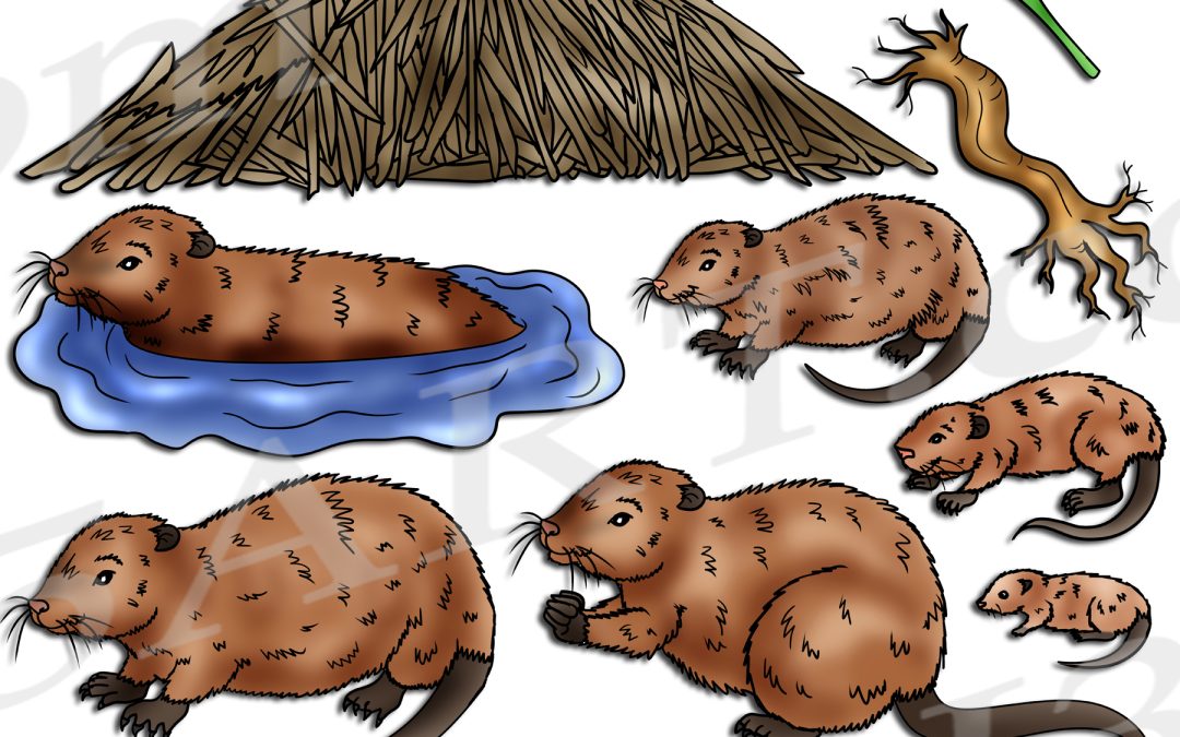 Muskrat Life Cycle Clipart Set Download