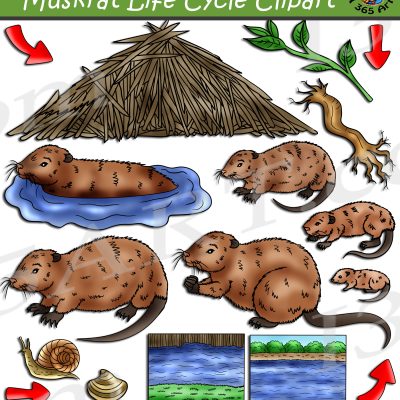 Muskrat Life Cycle Clipart