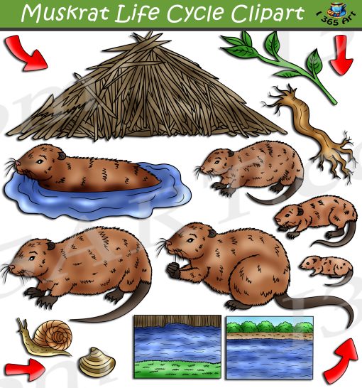 Muskrat Life Cycle Clipart