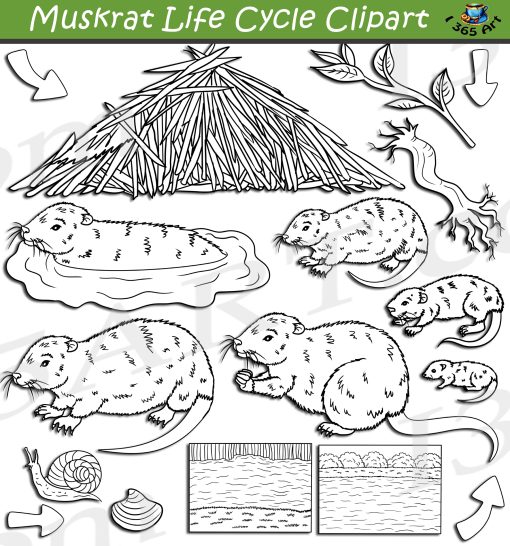 Muskrat Life Cycle Clipart