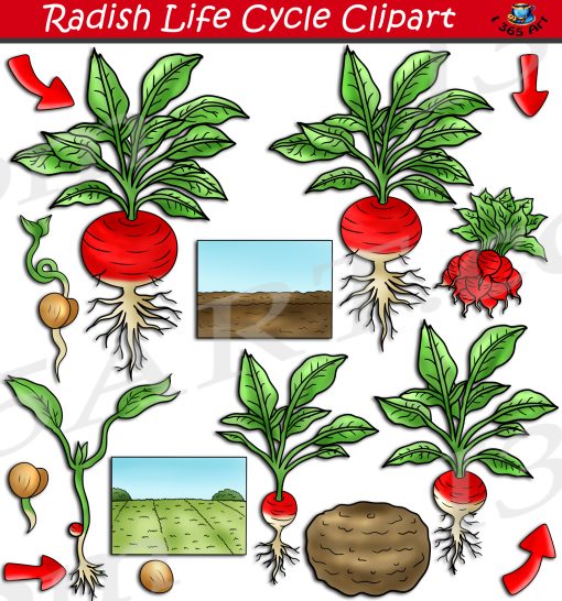 Radish Life Cycle Clipart