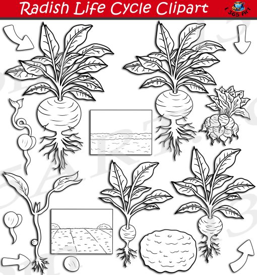 Radish Life Cycle Clipart