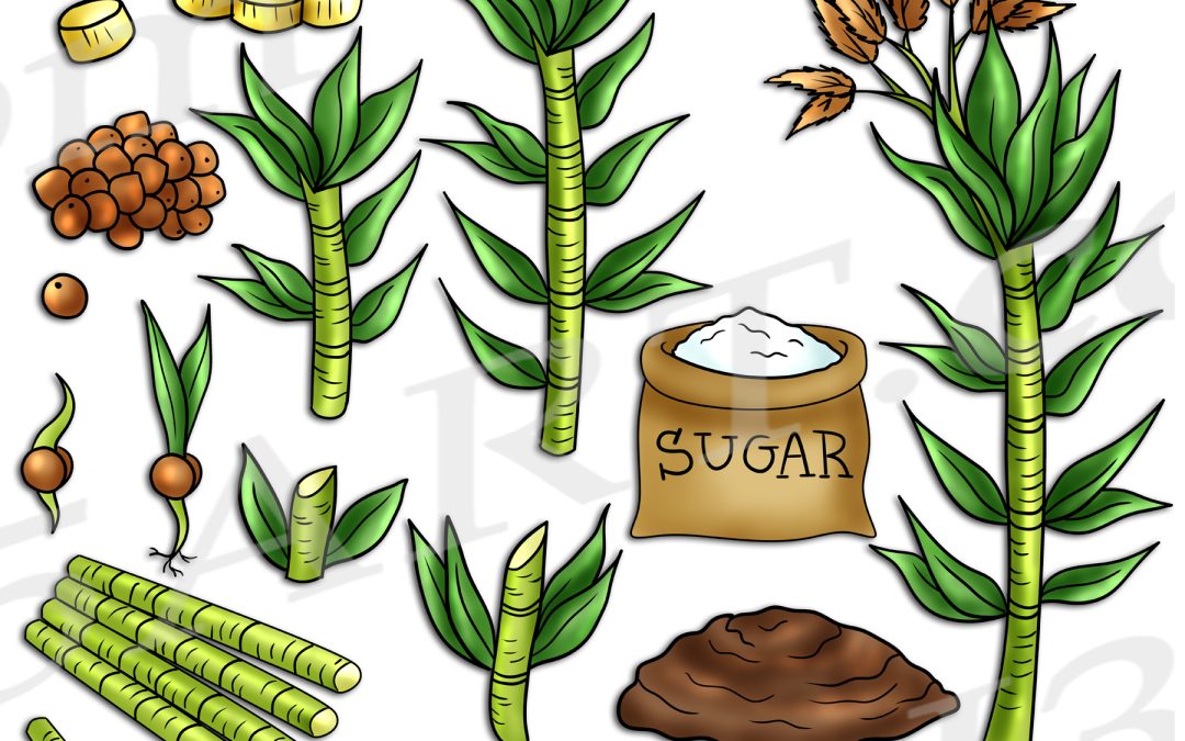 Sugarcane Life Cycle Clipart Set Download