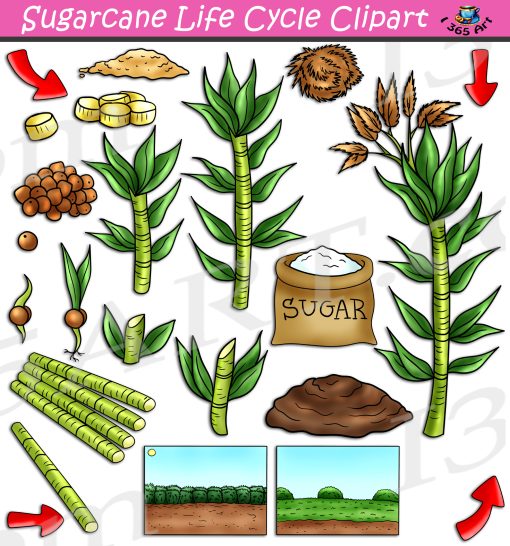 Sugarcane Life Cycle Clipart