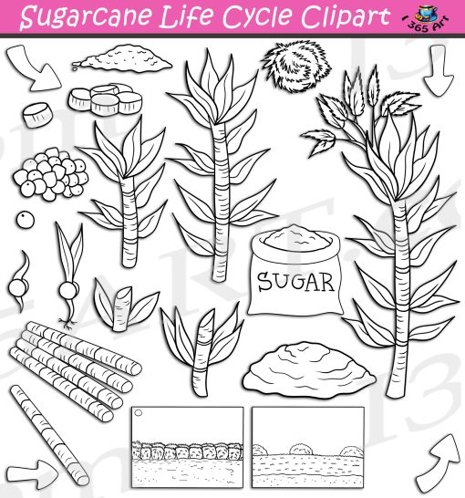 Sugarcane Life Cycle Clipart