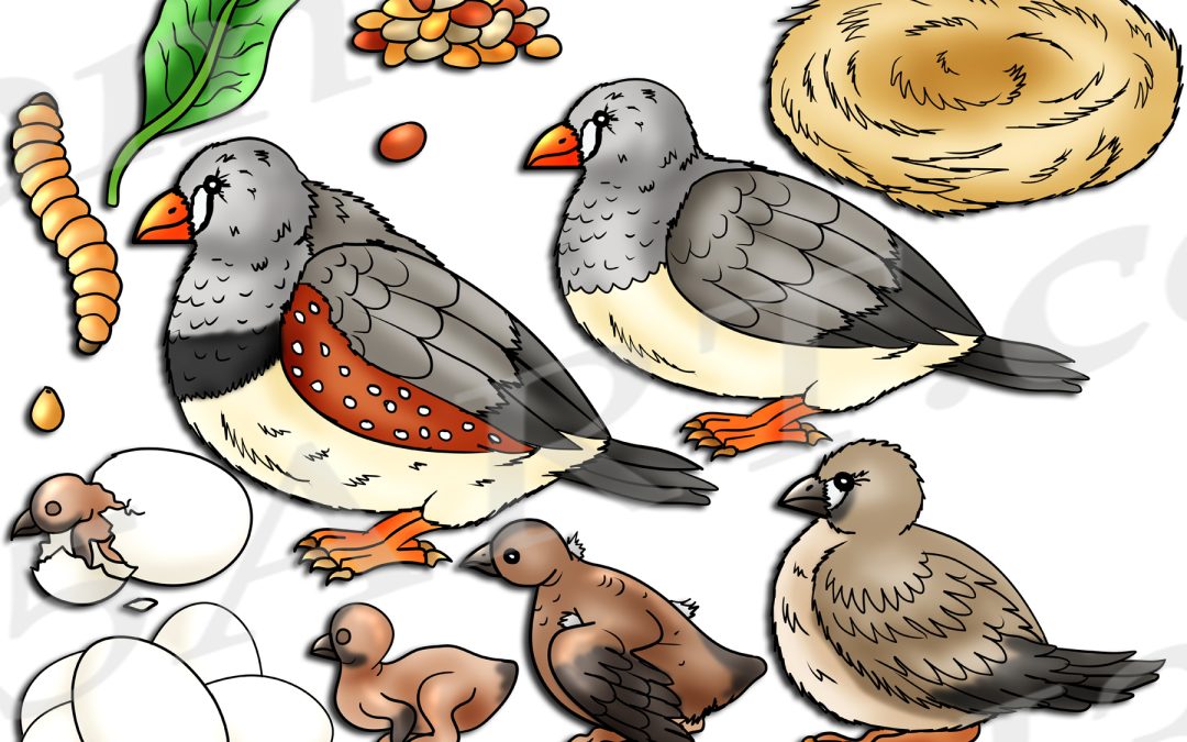 Zebra Finch Life Cycle Clipart Set Download