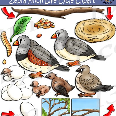 Zebra Finch Life Cycle Clipart