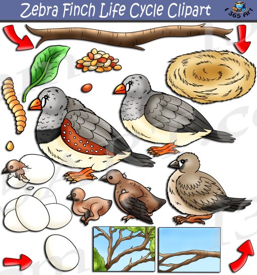 Zebra Finch Life Cycle Clipart