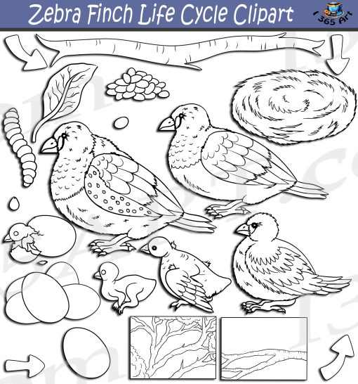 Zebra Finch Life Cycle Clipart