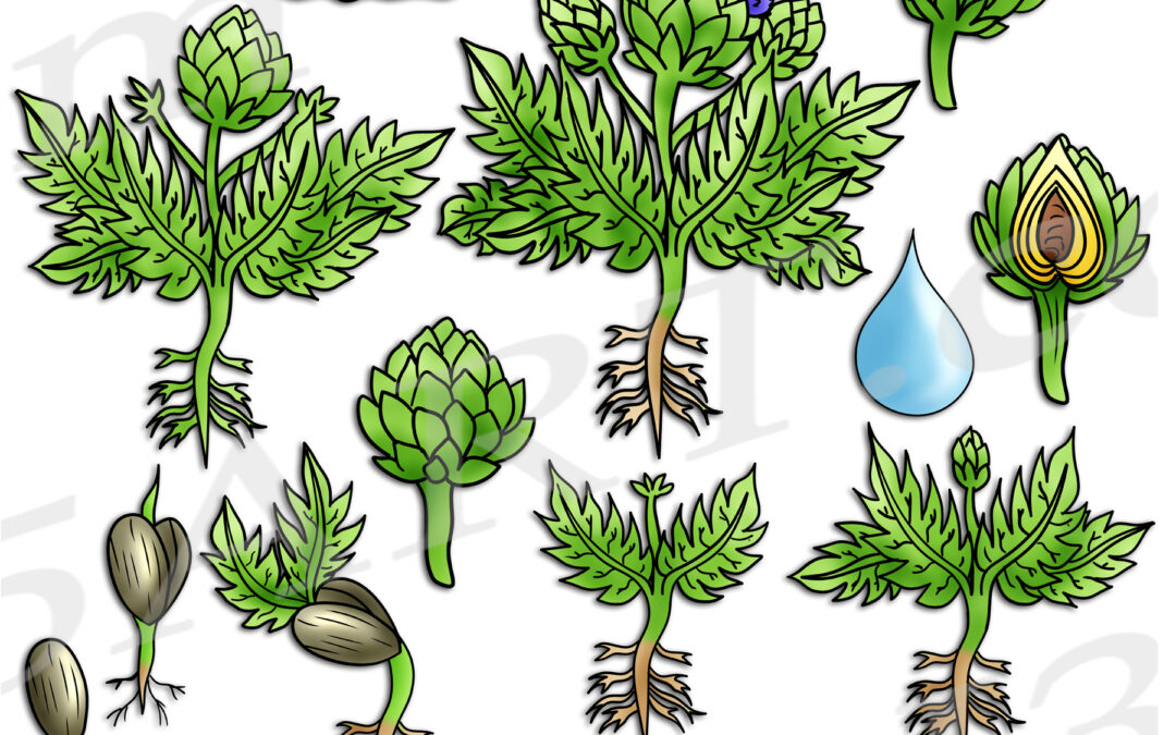 Artichoke Life Cycle Clipart Set Download