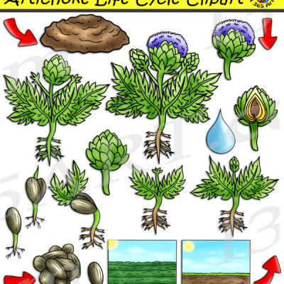 Artichoke Life Cycle Clipart