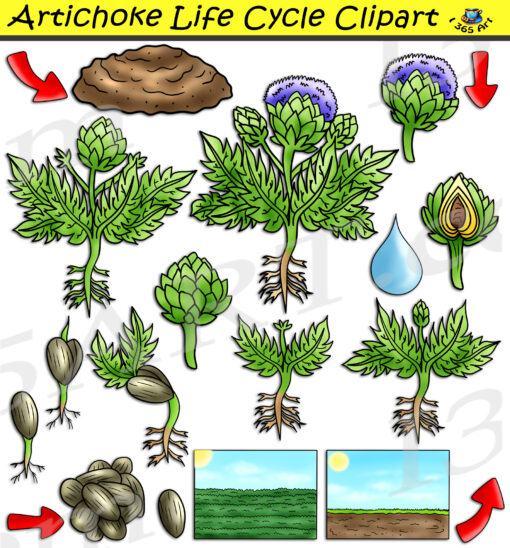 Artichoke Life Cycle Clipart