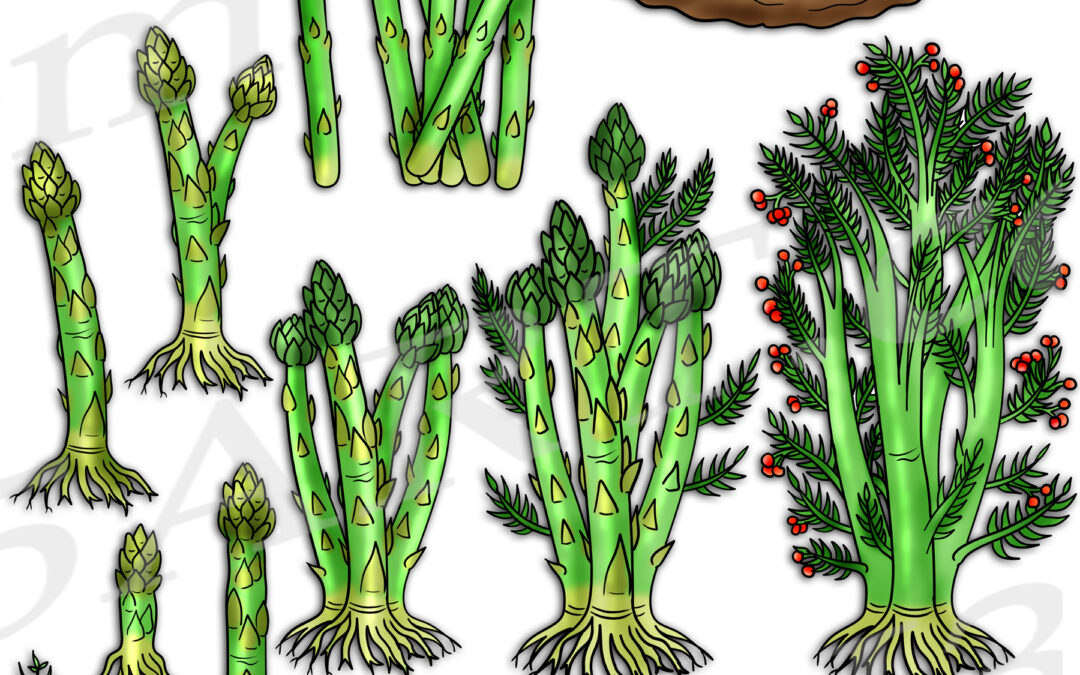 Asparagus Life Cycle Clipart Set Download