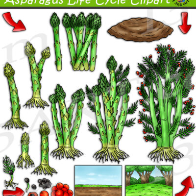 Asparagus Life Cycle Clipart