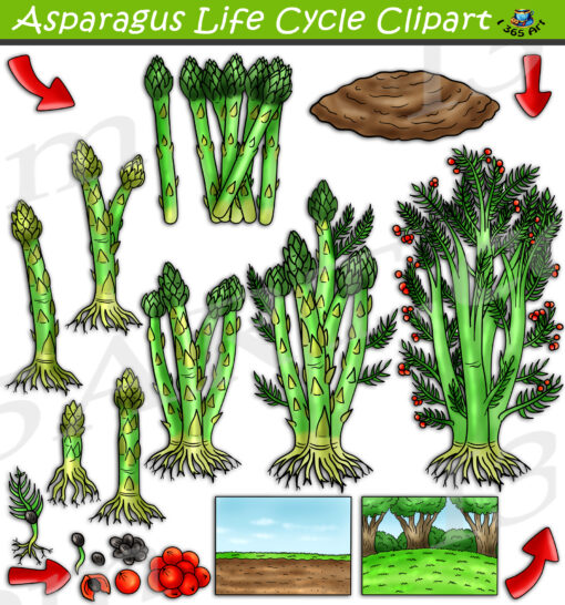 Asparagus Life Cycle Clipart