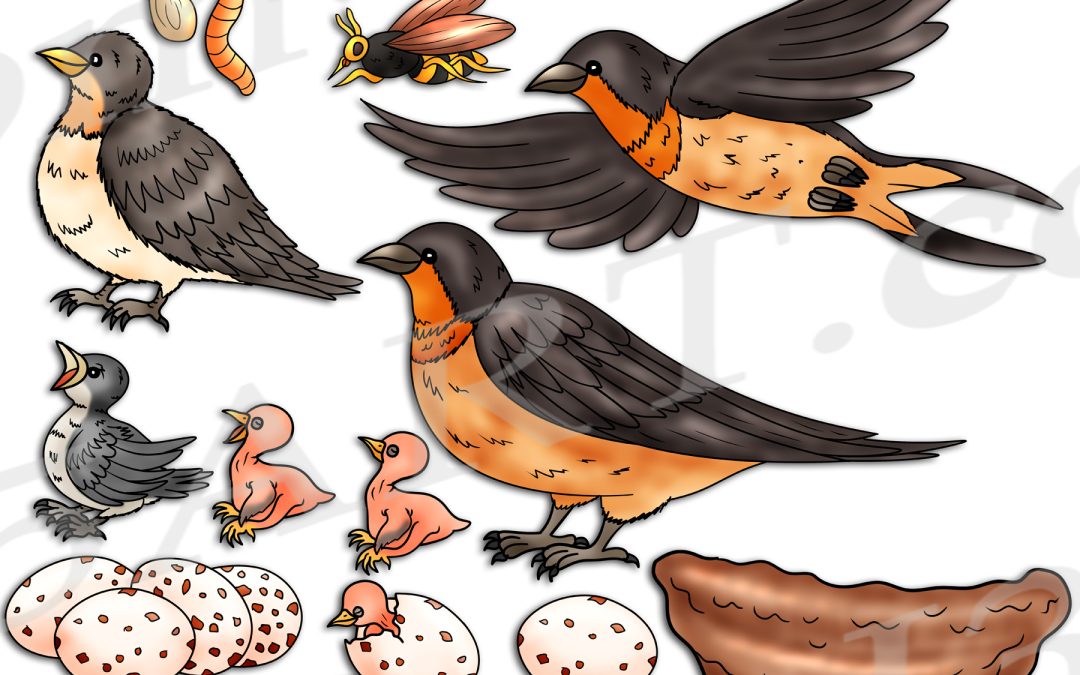 Barn Swallow Life Cycle Clipart Set Download