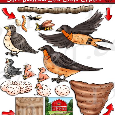 Barn Swallow Life Cycle Clipart