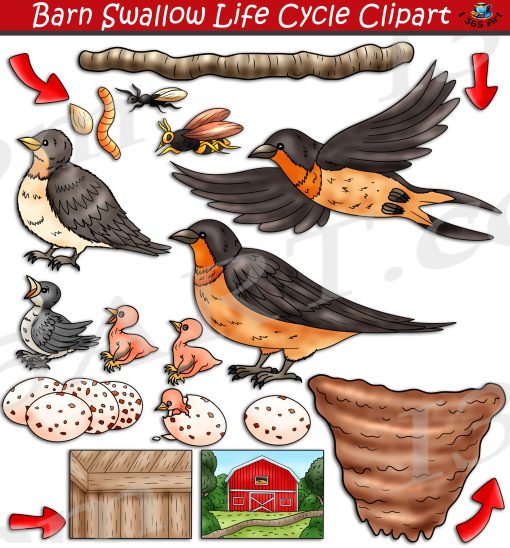 Barn Swallow Life Cycle Clipart