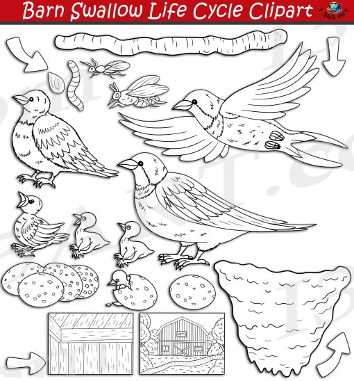 Barn Swallow Life Cycle Clipart