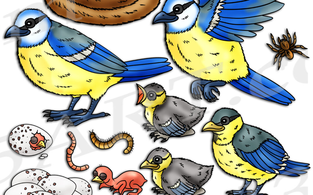 Blue Tit Bird Life Cycle Clipart Set Download