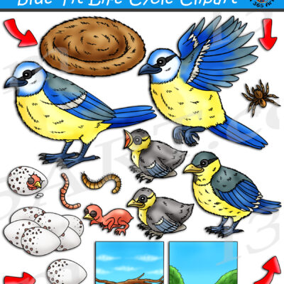 Blue Tit Bird Life Cycle Clipart