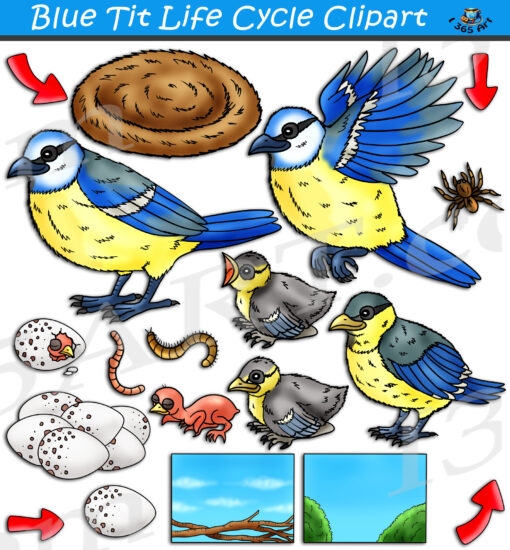 Blue Tit Bird Life Cycle Clipart