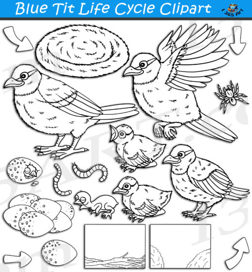 Blue Tit Bird Life Cycle Clipart