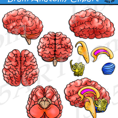 Brain Anatomy Clipart