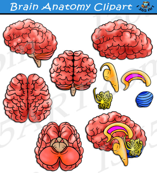 Brain Anatomy Clipart