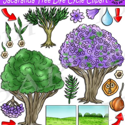 Jacaranda Tree Life Cycle Clipart