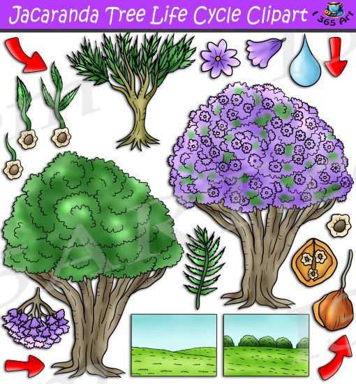 Jacaranda Tree Life Cycle Clipart