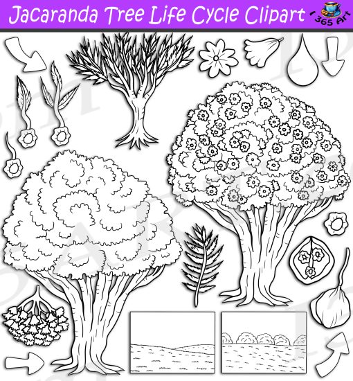 Jacaranda Tree Life Cycle Clipart