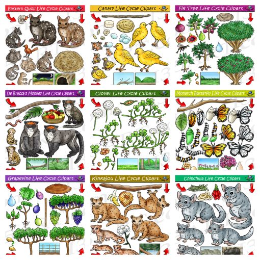 Life Cycle Clipart Mega Bundle #15