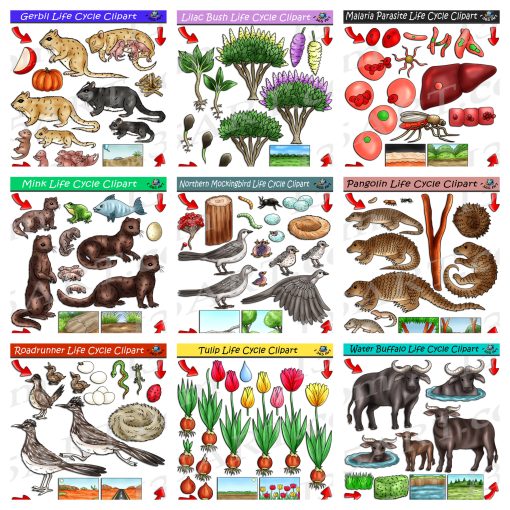 Life Cycle Clipart Mega Bundle #15