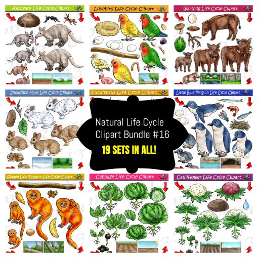 Life Cycle Clipart Mega Bundle #16