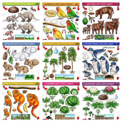 Life Cycle Clipart Mega Bundle #16