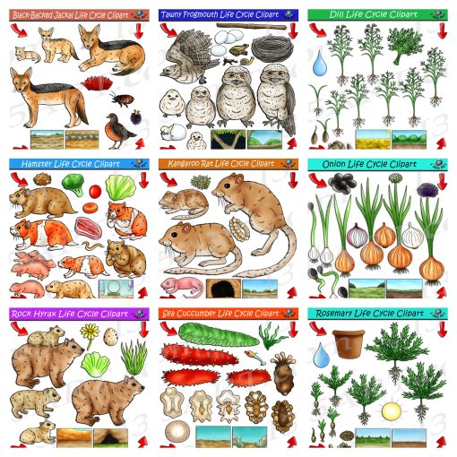 Life Cycle Clipart Mega Bundle #16