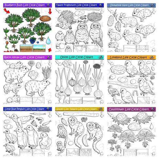 Life Cycle Clipart Mega Bundle #16