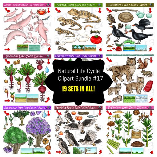 Life Cycle Clipart Mega Bundle #17