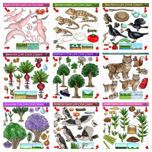 Life Cycle Clipart Mega Bundle #17