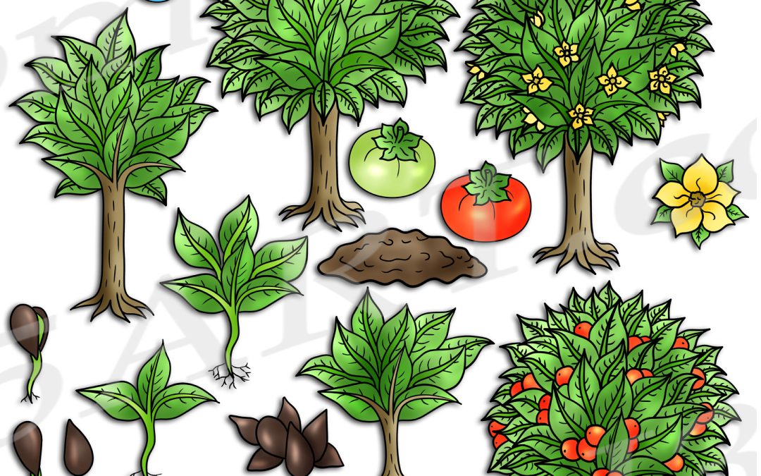 Persimmon Tree Life Cycle Clipart Set Download
