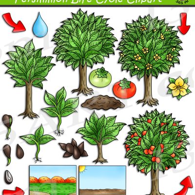 Persimmon Tree Life Cycle Clipart