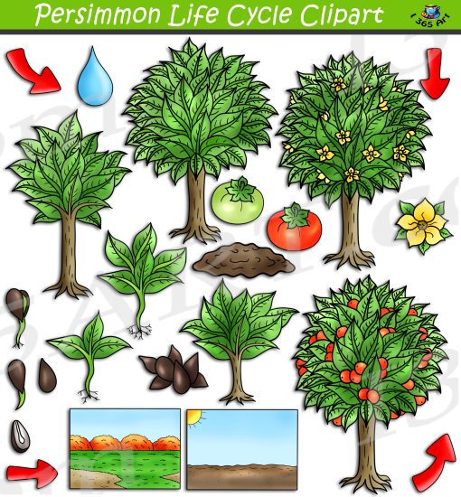 Persimmon Tree Life Cycle Clipart