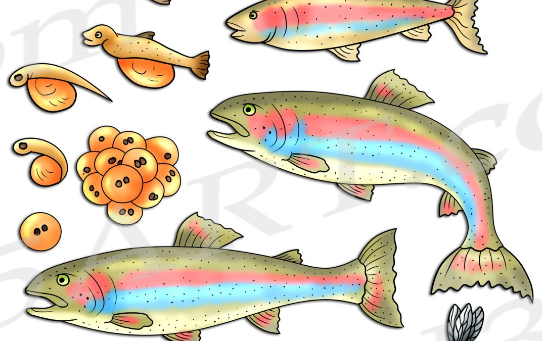 Rainbow Trout Life Cycle Clipart Set Download