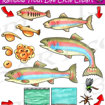 Rainbow Trout Life Cycle Clipart